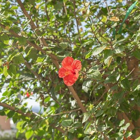 Mulberry Tree Villa Агиос-Николаос Экстерьер фото